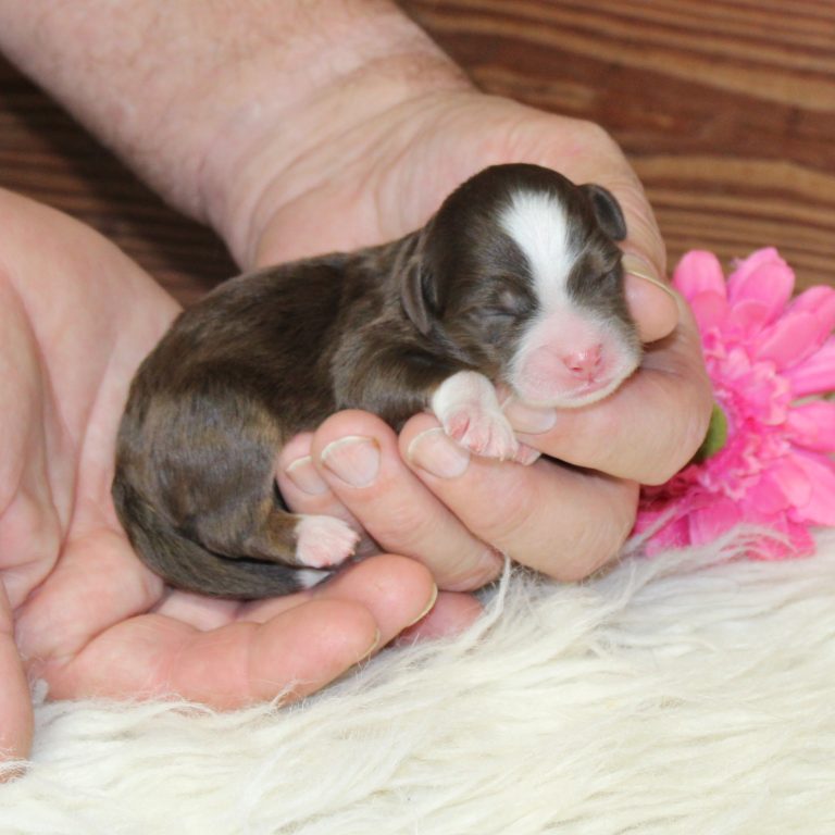 Jade is an F1b tiny Bernedoodle, Micro mini Bernedoodle, Chocolate Bernedoodle